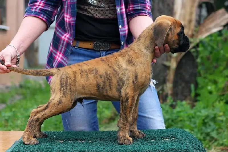 Boxer puppies sale Rocky Mountains CO | Nordom Kennel