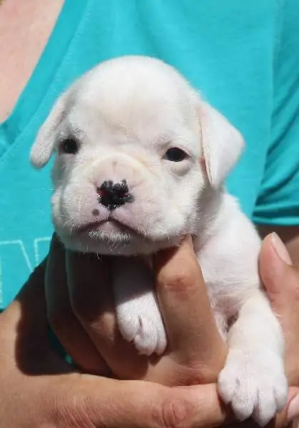 Boxer puppies sale Rocky Mountains Colorado. Boxer puppy for sale near me. White boxer puppies for sale. Boxer puppy for sale CO