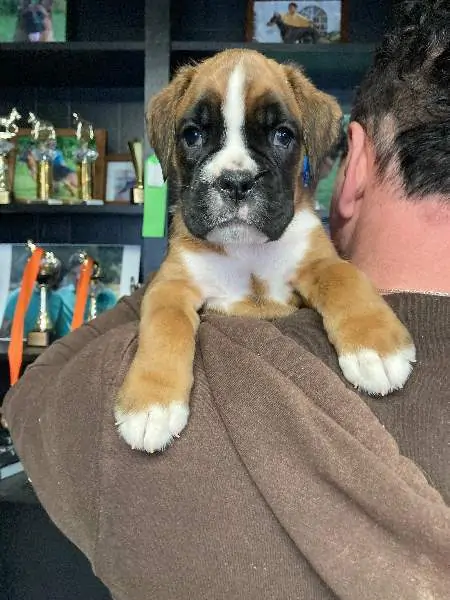 Boxer puppies for sale Rogers MN | Nordom Kennel
