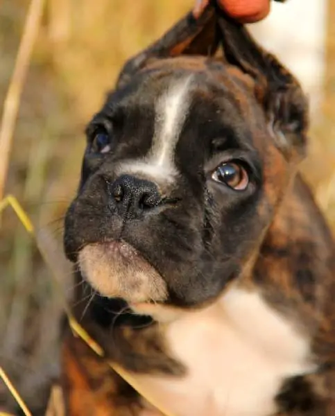 Boxer puppies sale Roswell NM | Nordom Kennel