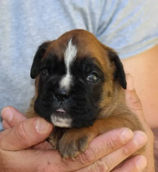 Boxer puppies sale Rutland City VT | Nordom Kennel
