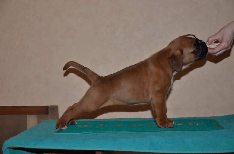 Boxer puppies sale Salem OR | Nordom Kennel