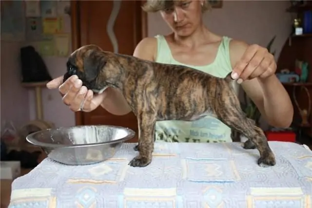 Boxer puppies for sale San Diego, California