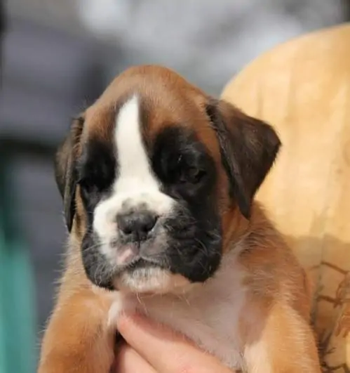 Boxer puppies sale San Francisco CA | Nordom Kennel