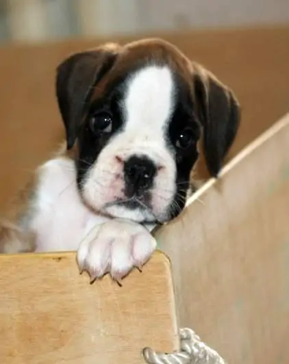 Boxer puppies sale San Luis Obispo California. Boxer puppy for sale near me. White boxer puppies for sale. Boxer puppy for sale CA