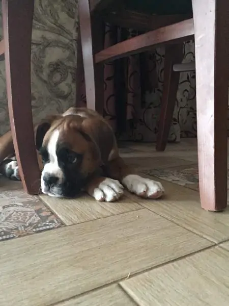 Boxer puppies sale San Marcos TX | Nordom Kennel