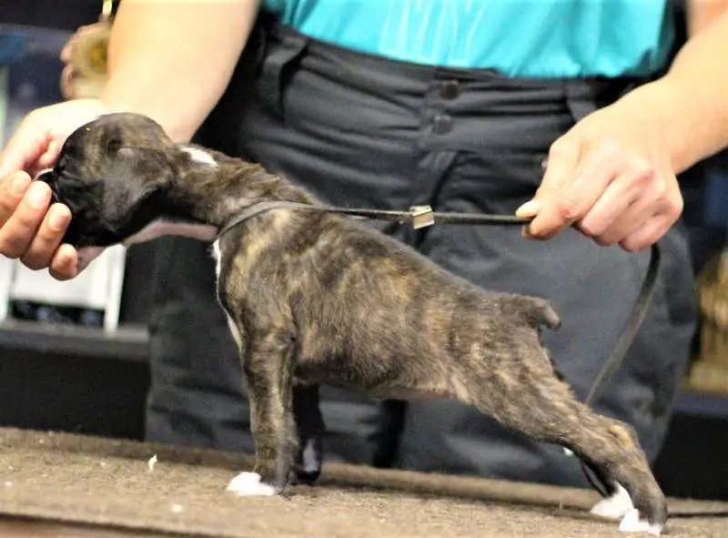 Boxer puppies for sale Scranton, Pennsylvania