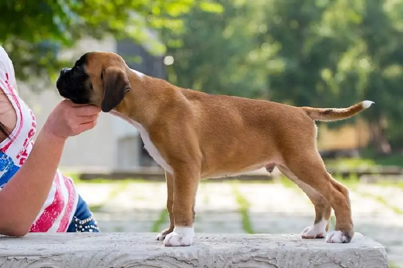 Boxer puppies sale Seattle WA | Nordom Kennel