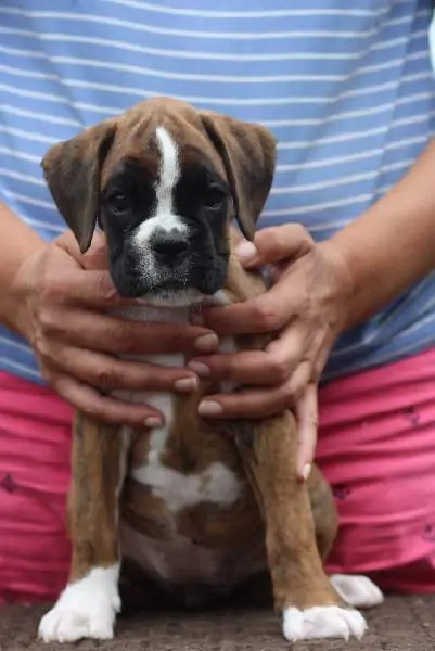 Boxer puppies sale Sheboygan WI | Nordom Kennel