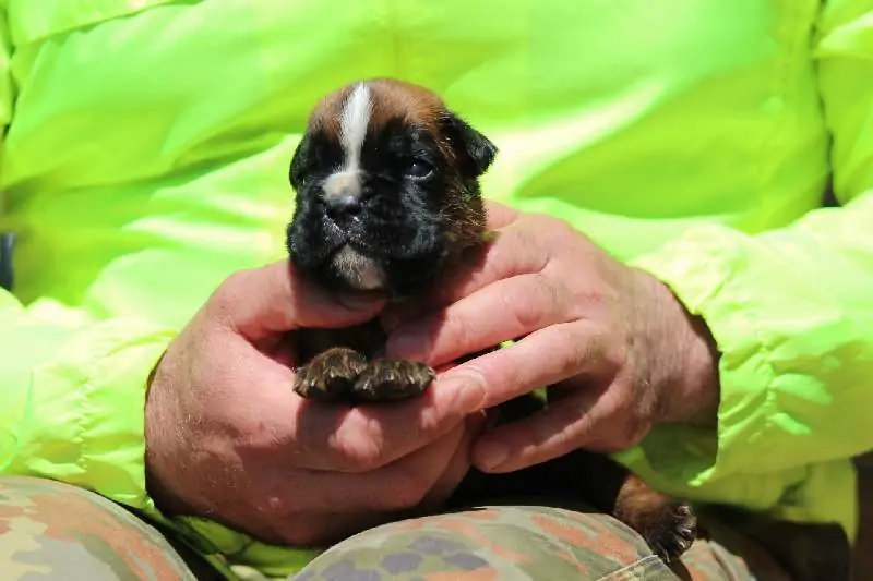 Boxer puppies sale Sierra Vista AZ | Nordom Kennel