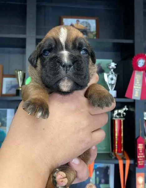 Boxer puppies sale Sioux City IA | Nordom Kennel