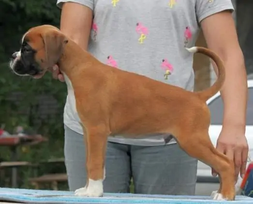 Boxer puppies sale Sioux Falls SD | Nordom Kennel
