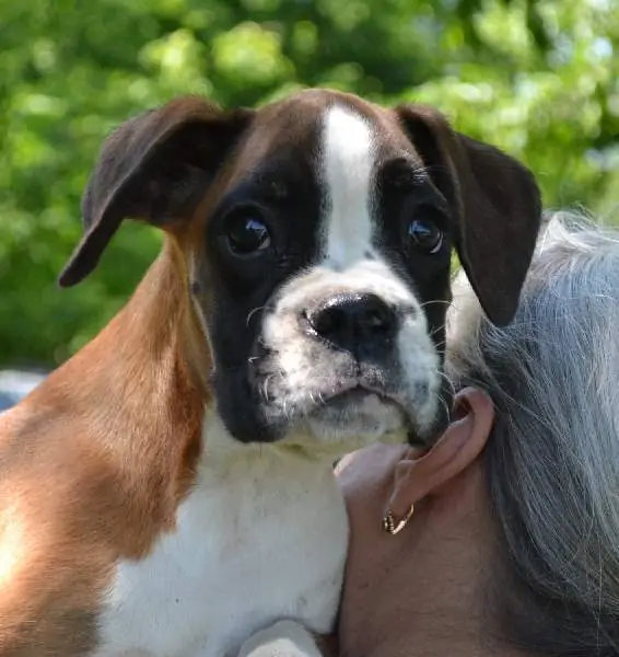Boxer puppies sale South Bend IN | Nordom Kennel