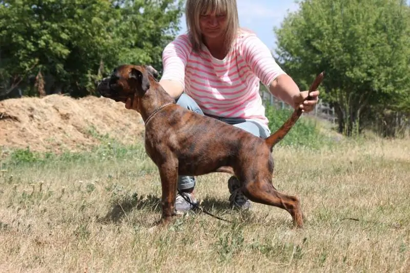 Boxer puppies for sale Springfield, Illinois