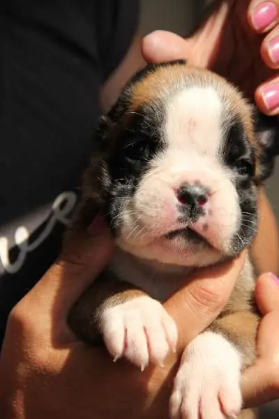 Boxer puppies sale St. Cloud MN | Nordom Kennel