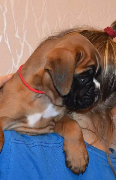 Boxer puppies sale St. George UT | Nordom Kennel