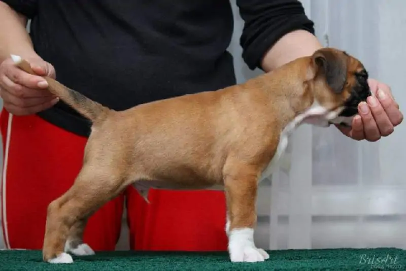 Boxer puppies sale St. Louis MO | Nordom Kennel
