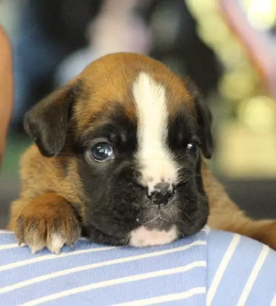 Boxer puppies sale St. Petersburg FL | Nordom Kennel