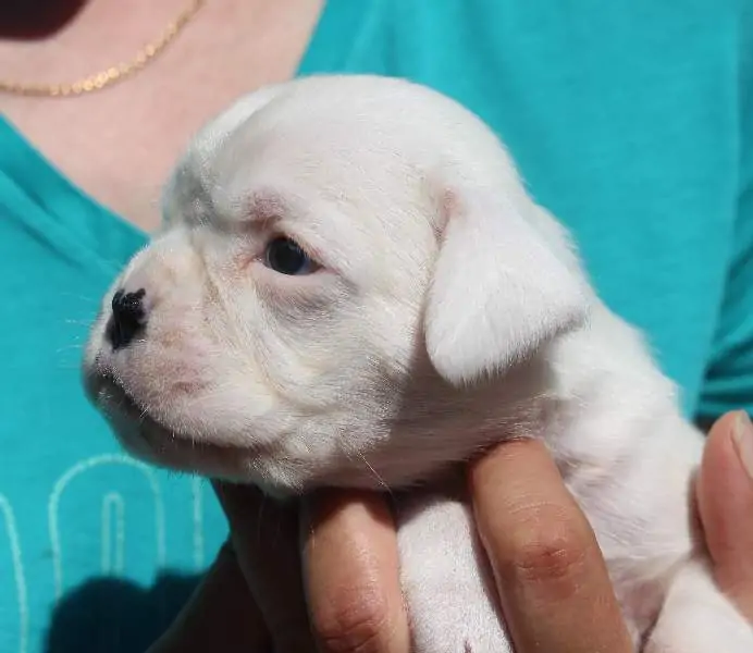 Boxer puppies sale Stillwater OK | Nordom Kennel