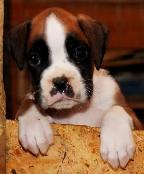 Boxer puppies sale Stockton CA | Nordom Kennel