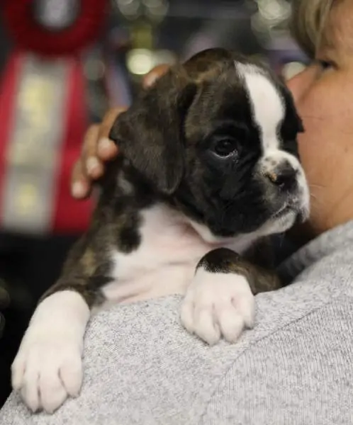 Boxer puppies sale Sutter County CA | Nordom Kennel