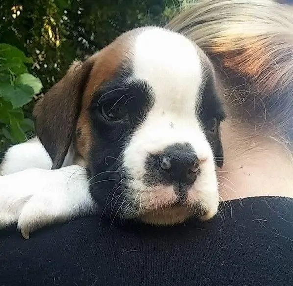 Boxer puppies sale Tallahassee FL | Nordom Kennel