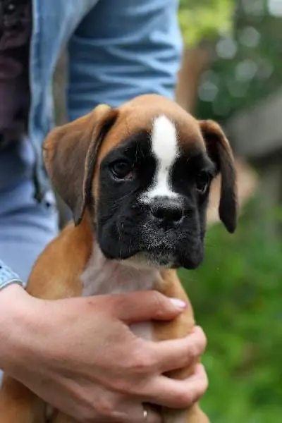 Boxer puppies for sale Tampa FL | Nordom Kennel