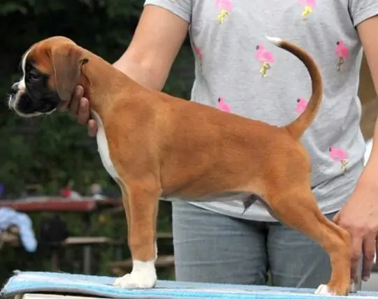 Boxer puppies sale Temple TX | Nordom Kennel