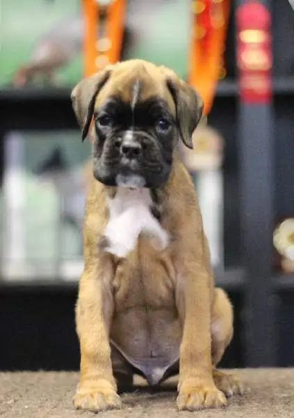 Boxer puppies sale Terre Haute IN | Nordom Kennel