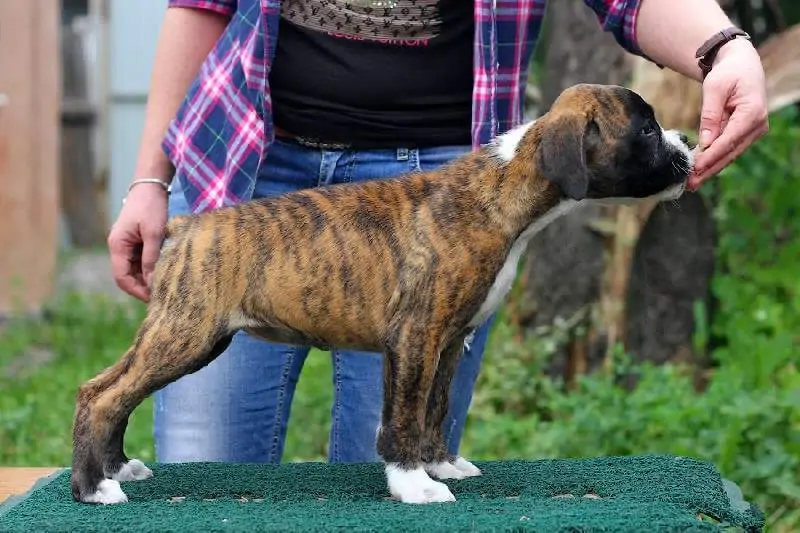 Boxer puppies sale Toledo OH | Nordom Kennel