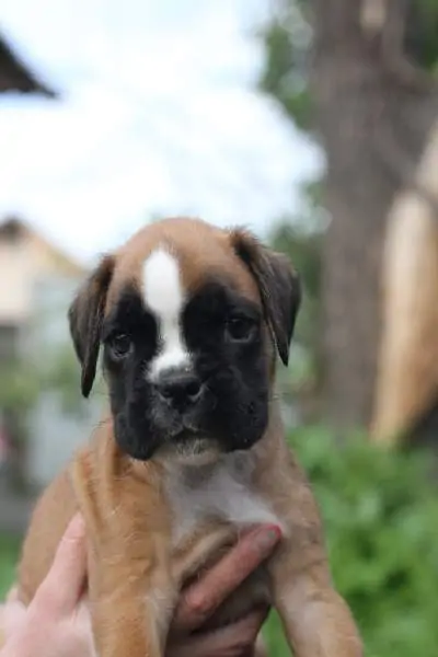 Boxer puppies sale Trenton NJ | Nordom Kennel