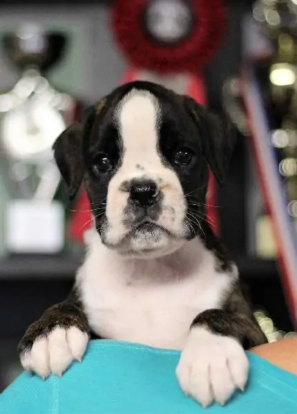 Boxer puppies for sale Tucson AZ | Nordom Kennel