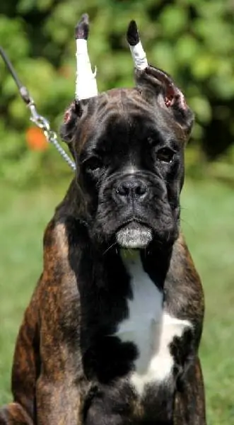 Boxer puppies for sale Tulsa OK | Nordom Kennel
