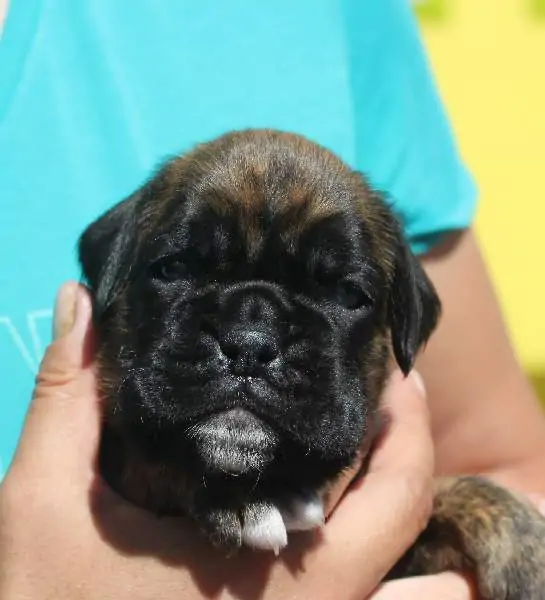 Boxer puppies sale Twin Falls ID | Nordom Kennel