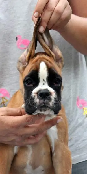 Boxer puppies for sale Tyler, Texas