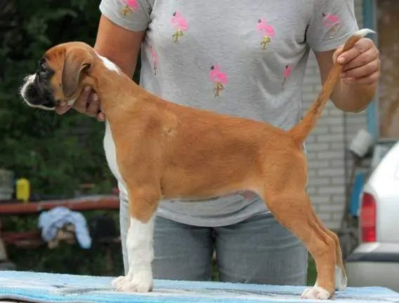 Boxer puppies sale Uptown MN | Nordom Kennel