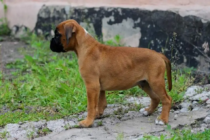 Boxer puppies for sale in Utica NY | Nordom Kennel