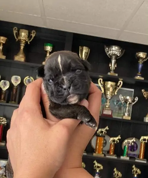Boxer puppies sale Ventura County CA | Nordom Kennel