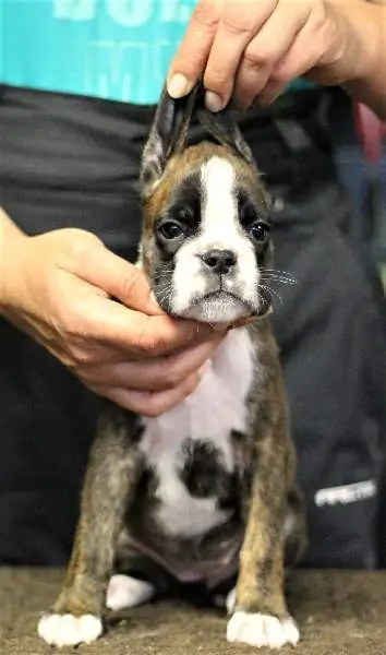 Boxer puppies for sale Vermillion, South Dakota