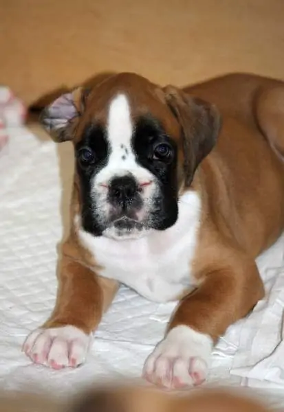 Boxer puppies for sale Waite Park MN | Nordom Kennel