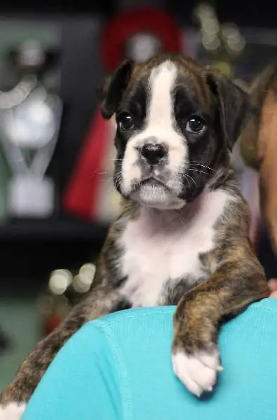 Boxer puppies for sale in Wall SD | Nordom Kennel