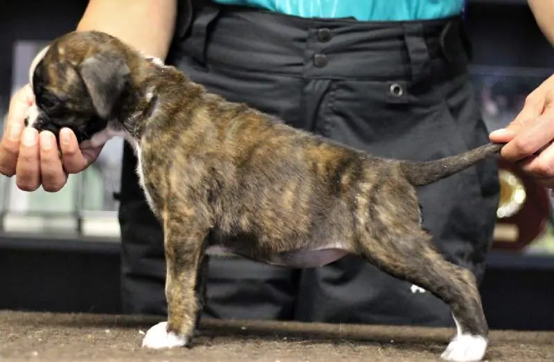 Boxer puppies sale Watertown SD | Nordom Kennel