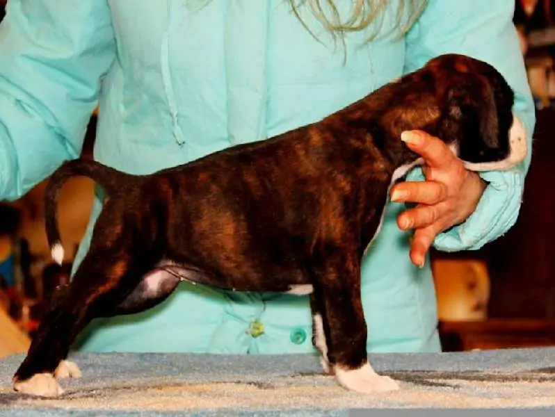 Boxer puppies sale Wausau WI | Nordom Kennel