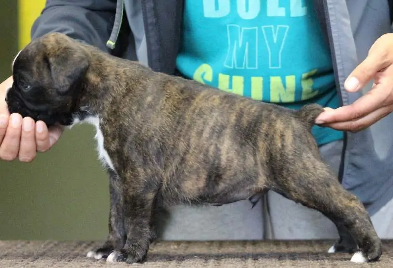 Boxer puppies sale Wenatchee WA | Nordom Kennel