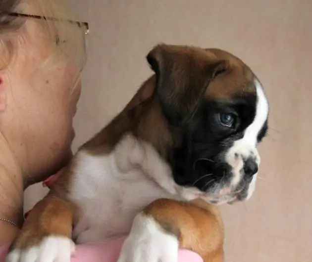 Boxer puppies sale Western Maryland MD | Nordom Kennel