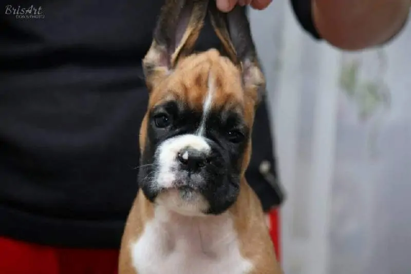Boxer puppies sale Wheeling WV | Nordom Kennel
