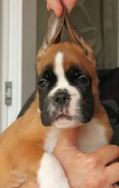 Boxer puppies sale Williamsport PA | Nordom Kennel