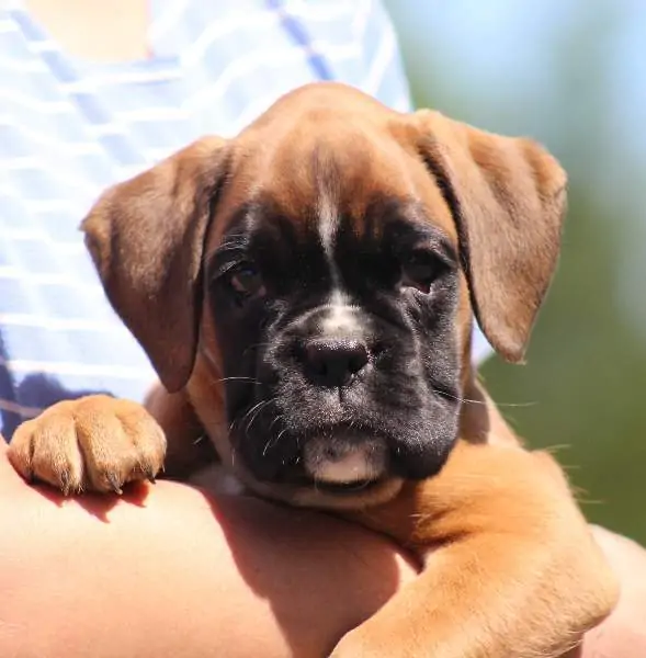 Boxer puppies sale Winston-Salem NC | Nordom Kennel