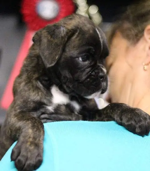 Boxer puppies sale Woodbury MN | Nordom Kennel