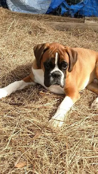 Boxer puppies for sale Worcester MA | Nordom Kennel